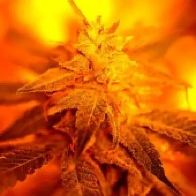 Fondue Feminised Cannabis Seeds | Delta 9 Labs