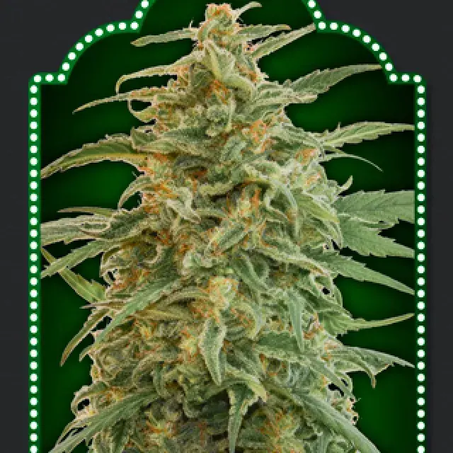 Auto Gorilla Feminised Cannabis Seeds | OO Seeds 