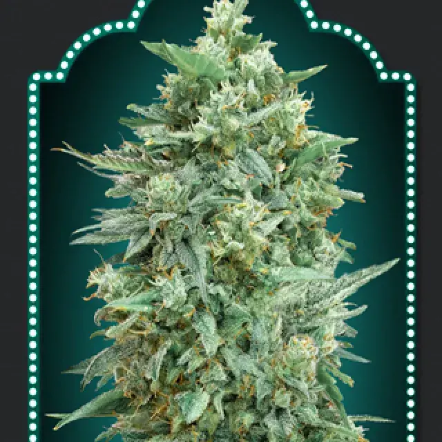 Auto Northern Lights XXL Feminised Cannabis Seeds | OO Seeds
