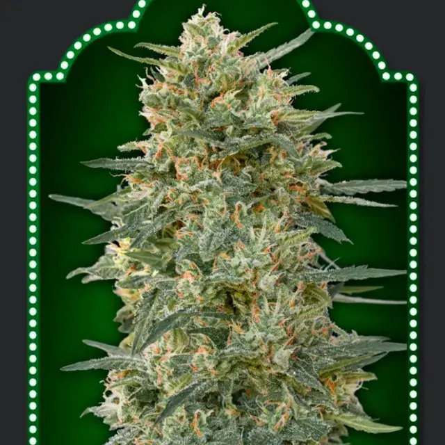 ​Gorilla Fast Feminised Cannabis Seeds | OO Seeds