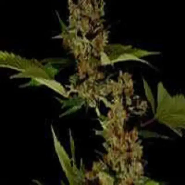Free Tibet Regular Cannabis Seeds | Soma Seeds