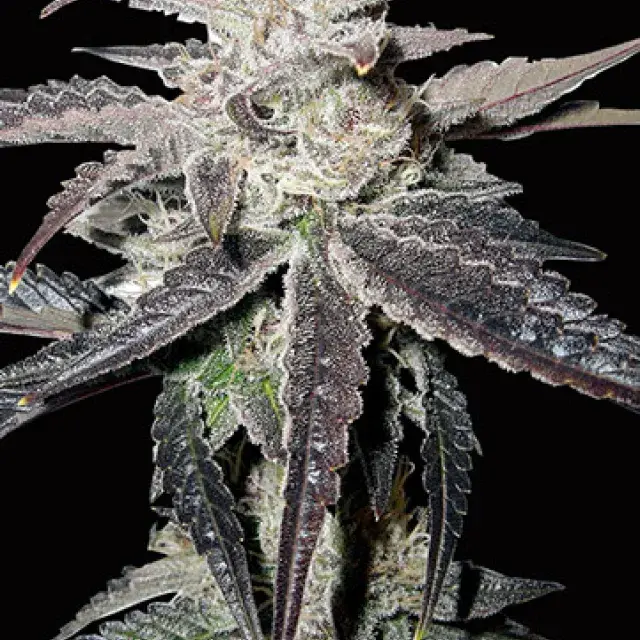 Buy Big Head Seeds Freeze Berry Auto Feminised Cannabis Seeds
