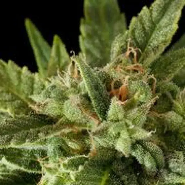 Fruit Automatic Feminised Cannabis Seeds | Dinafem Seeds