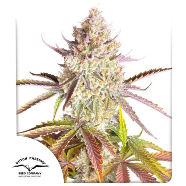 Fruit Bomb Punch Feminised Cannabis Seeds | Dutch Passion.