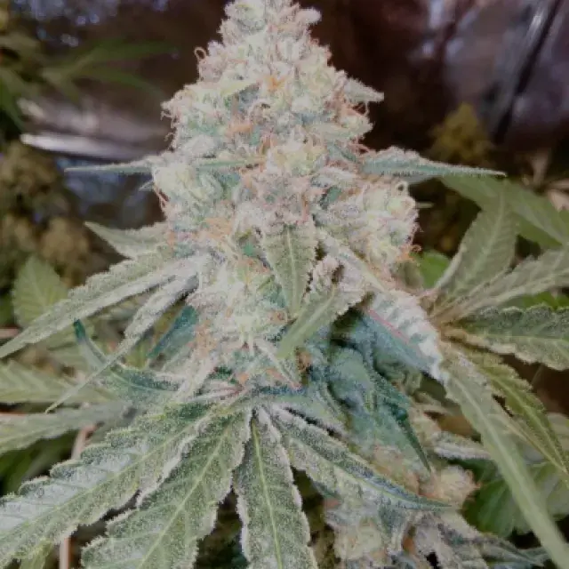 Fruit Cake Feminised Cannabis Seeds | Seed Stockers.