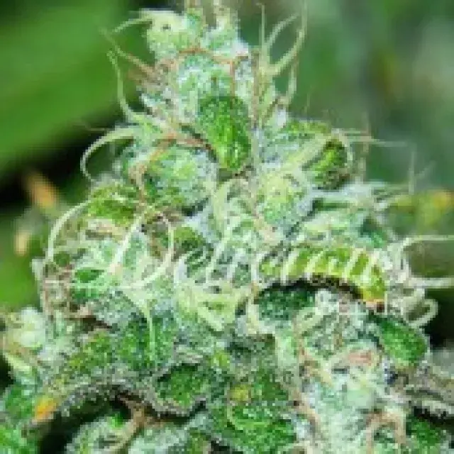 Fruity Chronic Juice Feminised Cannabis Seeds | Delicious Seeds