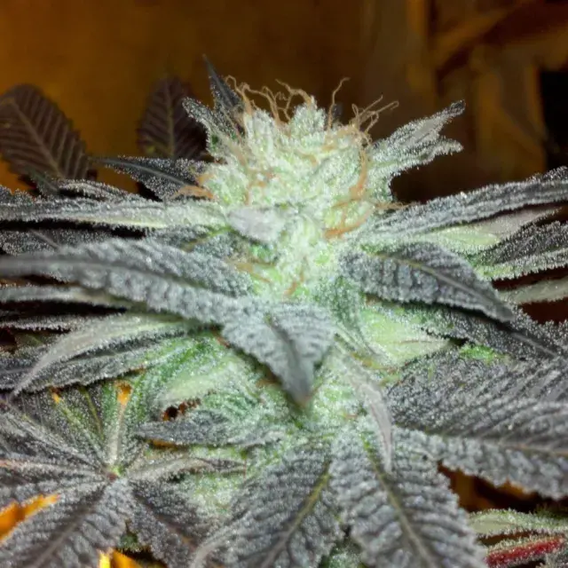 Fugu Kush Regular Cannabis Seeds | Hazeman Seeds