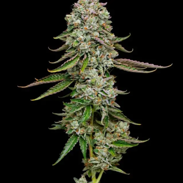 True OG Feminised Cannabis Seeds - Mavericks Seeds.