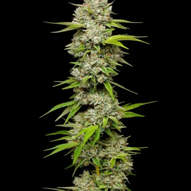 Lemon Blueberry Feminised Cannabis Seeds - Mavericks Seeds.