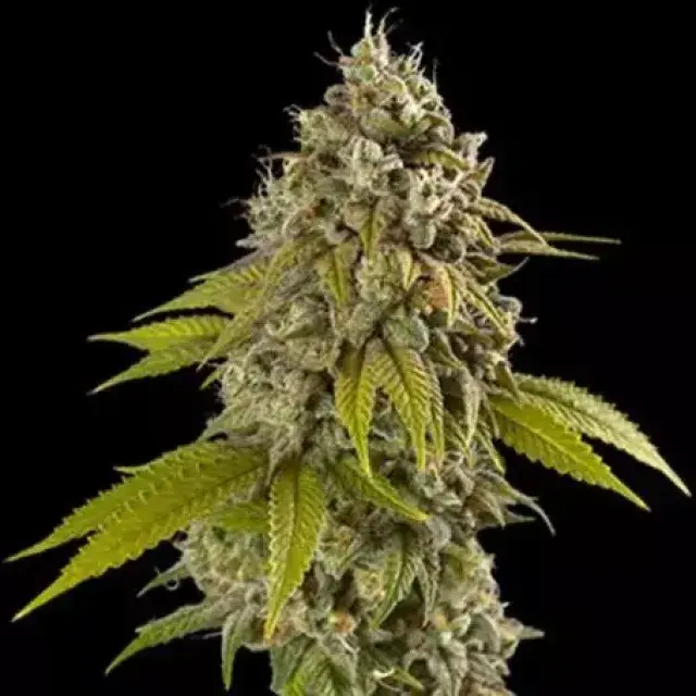 Gelato Auto Feminised Cannabis Seeds | Spliff Seeds.