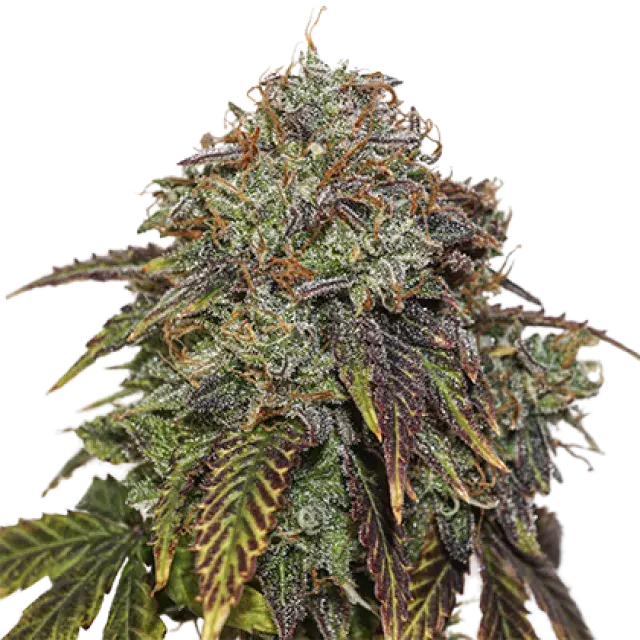 Gelato # 41 Auto Feminised Cannabis Seeds | Seed Stockers