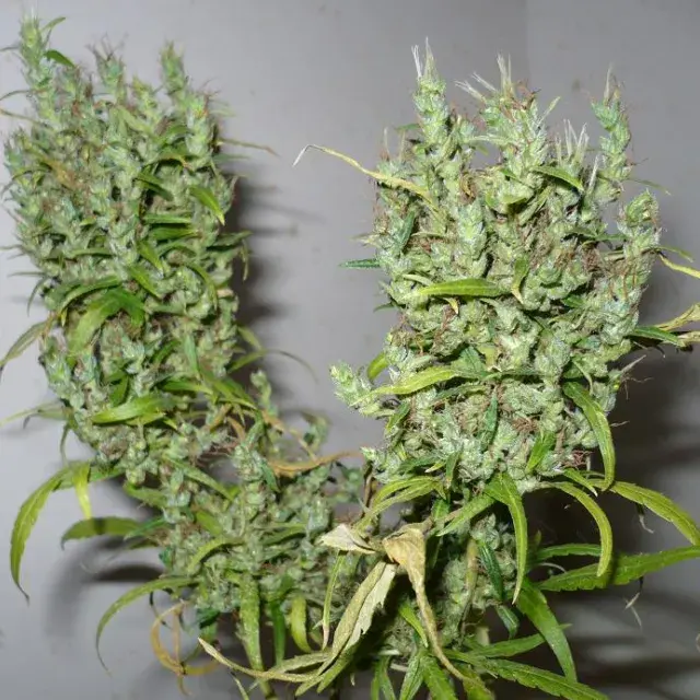 CBG Ghana Regular Cannabis Seeds