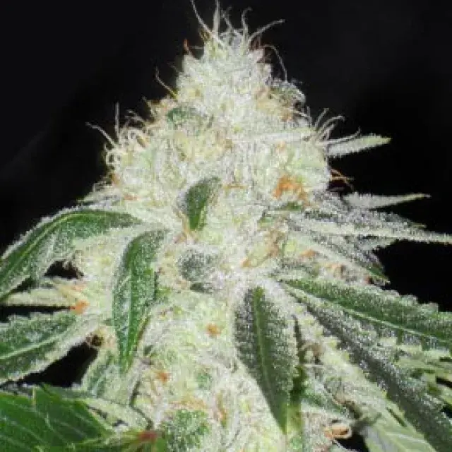 Buy Apothecary Genetics Ghost OG Regular Cannabis Seeds