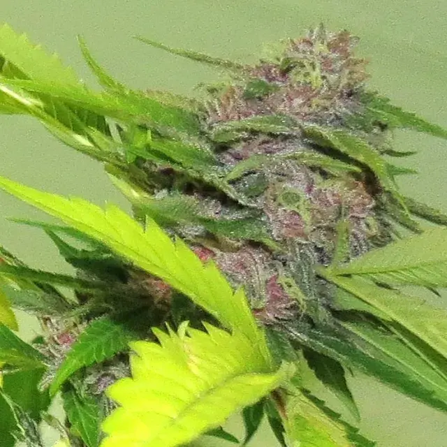 Gage Green Giant Steps Cannabis Seeds