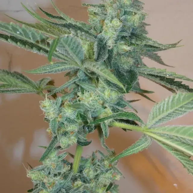Girl Scout Cookies Auto Feminised Cannabis Seeds | Fast Buds