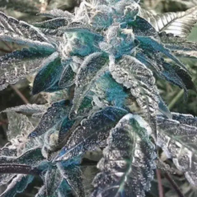 Girl Scout Cookies Feminised Cannabis Seeds | BC Bud Depot