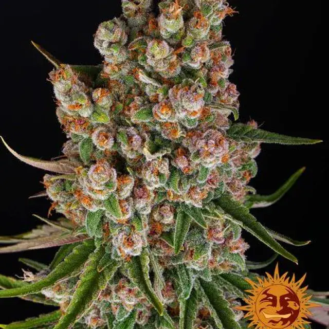 GMO Auto Feminised Cannabis Seeds | Barney's Farm.