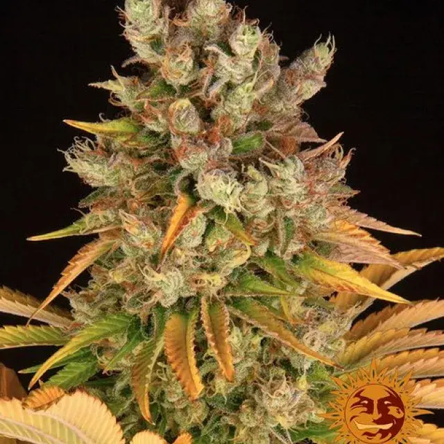 GMO Feminised Cannabis Seeds | Barney's Farm 