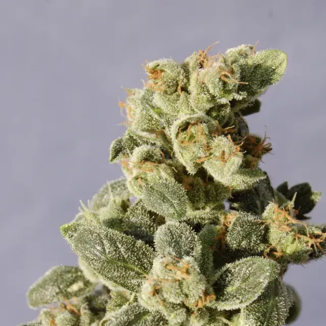 Gnomo Automatic Feminised Cannabis Seeds