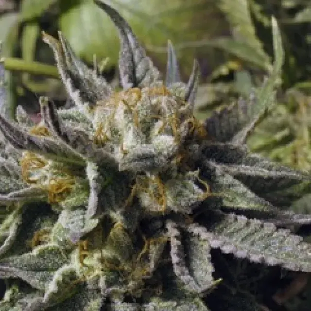 God Bud Regular Cannabis Seeds | BC Bud Depot