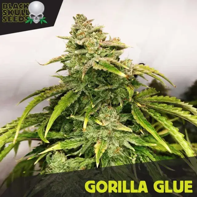 GG #1 Feminized Cannabis Seeds | Black Skull Seeds.