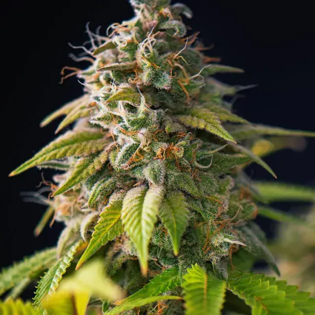 Gorilla Zkittlez Feminised Cannabis Seeds - Power Strains