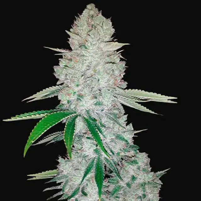 GG #1 Auto Feminised Cannabis Seeds - Power Strains.