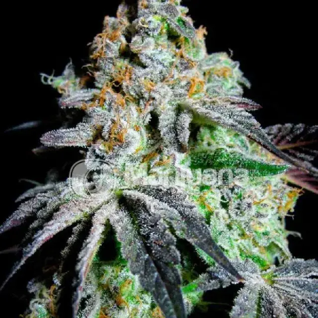 Originial Grand Daddy Purp Feminised Cannabis Seeds | Grand Daddy Purp