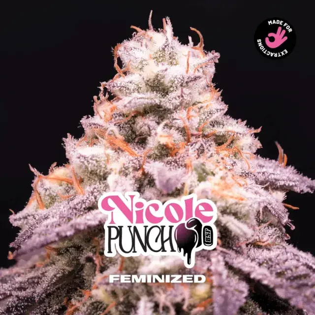 Nicole Punch Feminised Cannabis Seeds - BSF Seeds Feminised Cannabis Seeds - BSF Seeds