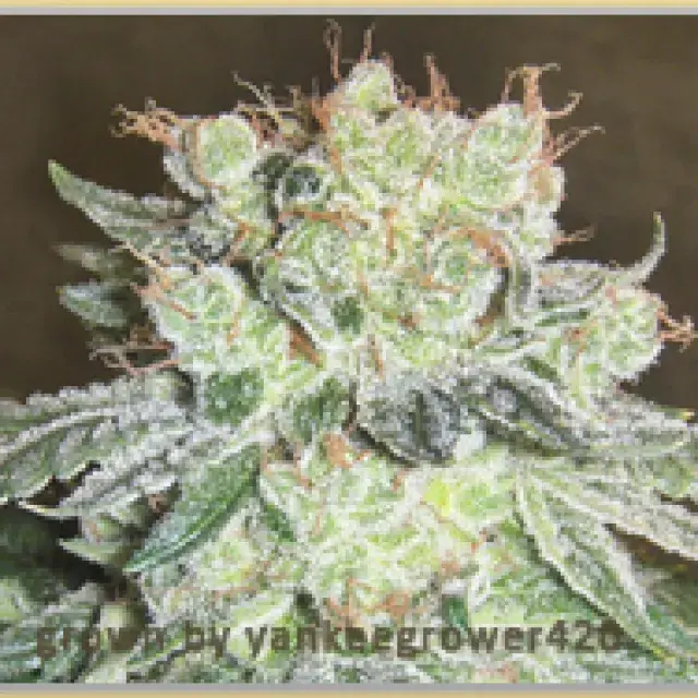 Gage Green Grape Puff Cannabis Seeds
