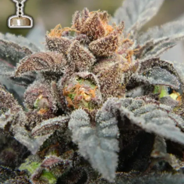 Buy Apothecary Genetics Seeds Grape Ape Regular Cannabis Seeds
