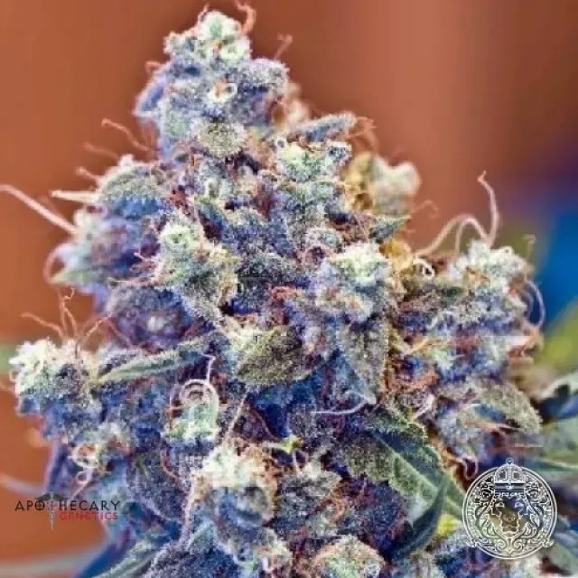 Grape Skunk Regular Cannabis Seeds | Apothecary Genetics Seeds