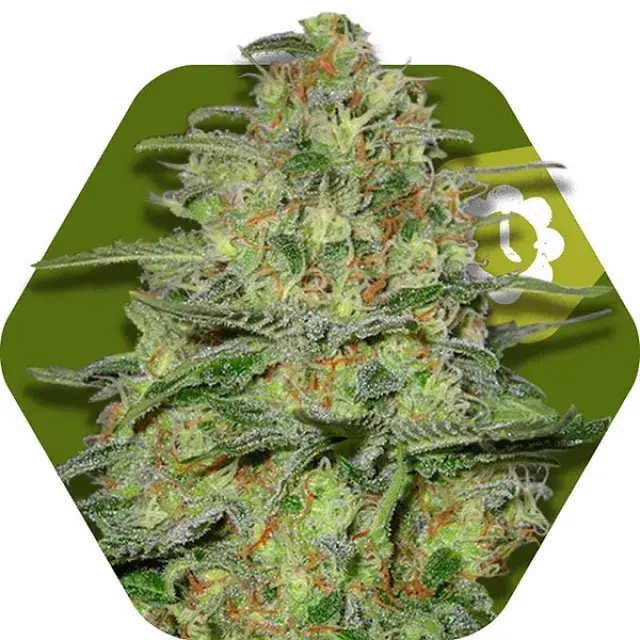 Green Monster Auto Feminised Cannabis Seeds | Zambeza Seeds