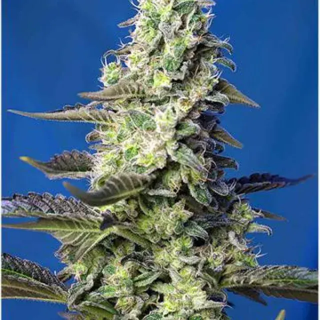 Green Poison XL Auto Feminised Cannabis Seeds | Sweet Seeds