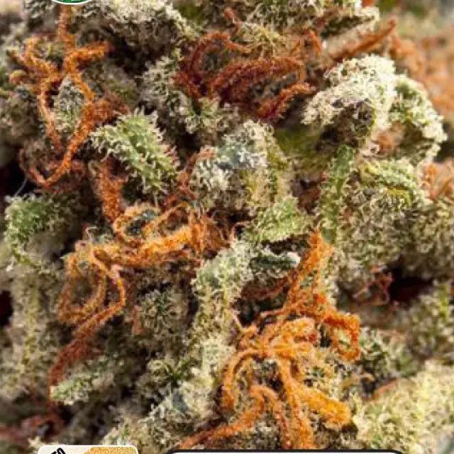 Greengo Bio Haze Auto Feminised Cannabis Seeds | Kera Seeds