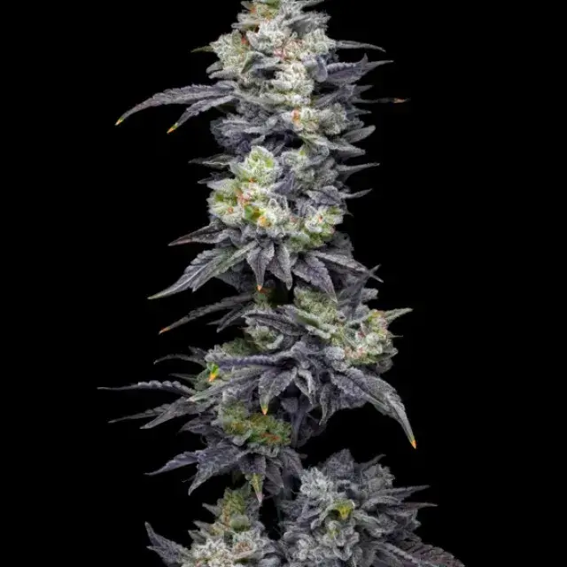 Twix Milkshake Feminised Cannabis Seeds - Mavericks Seeds.