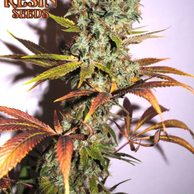 Hammershark Feminised Cannabis Seeds | Resin Seeds