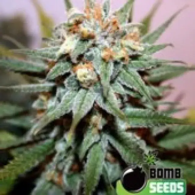 Bomb Seeds Hash Bomb Regular Cannabis Seeds (10 Regular) For Sale