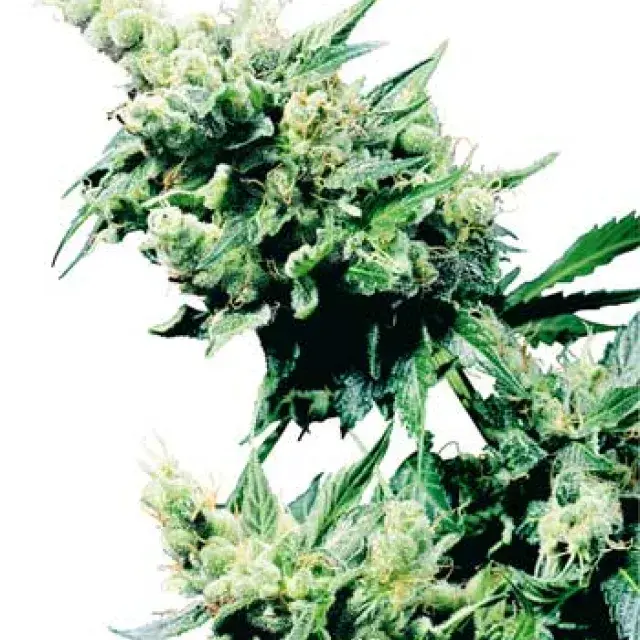 Hash Plant Regular Cannabis Seeds | Sensi Seeds 