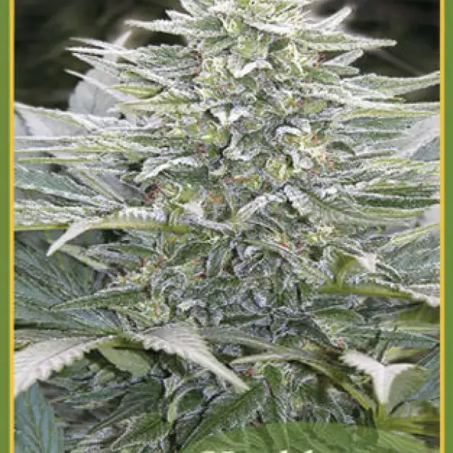 Hashberry Regular Cannabis Seeds