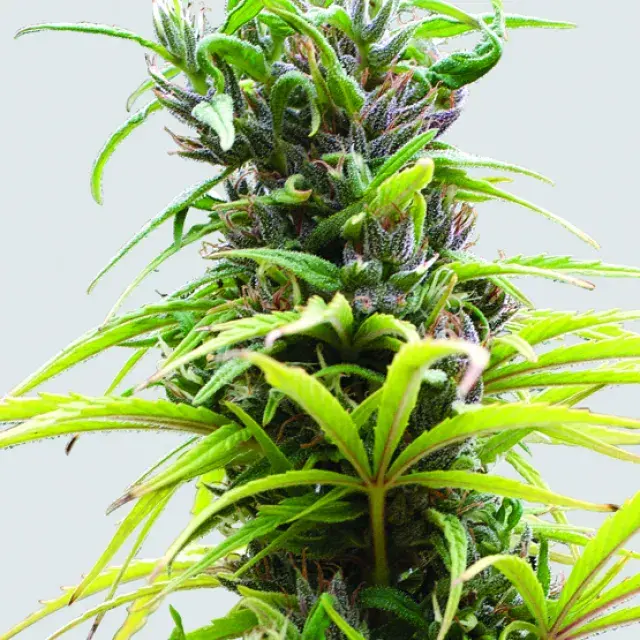 Hawaii Maui Waui Feminised Cannabis Seeds | Nirvana