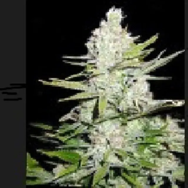 Haze Regular Cannabis Seeds | Apothecary Genetics Seeds