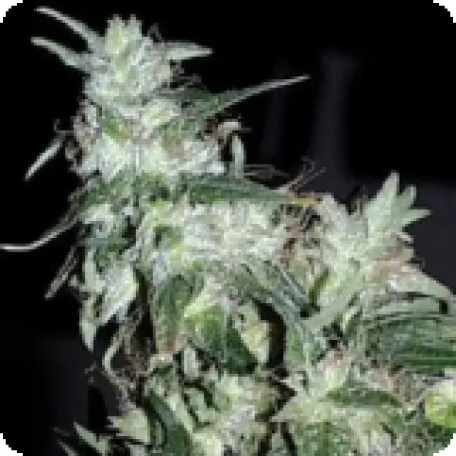 Haze Special Feminised Cannabis Seeds | KC Brains Seeds
