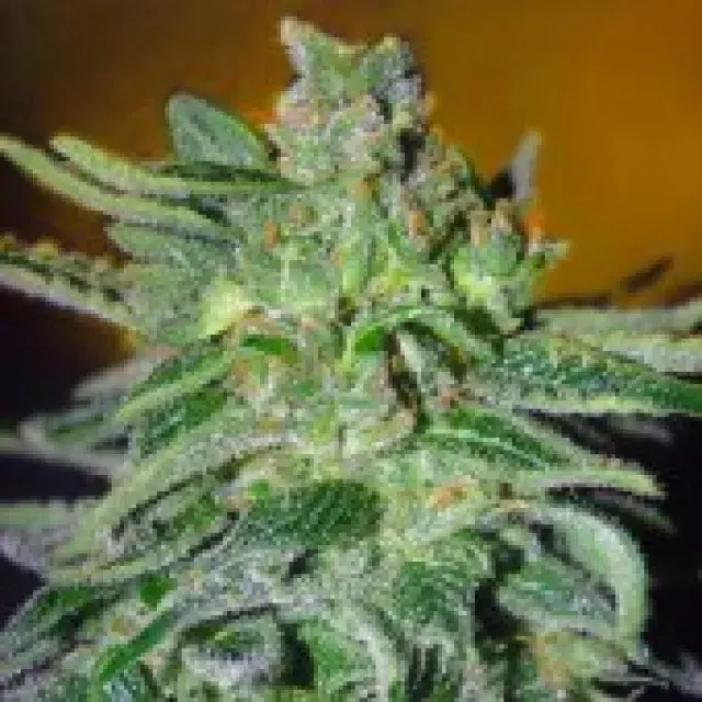 Advanced Seeds Haze Mist Feminised Cannabis Seeds