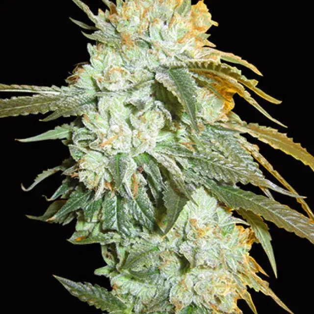Buy Big Head Seeds Head Stash Auto Feminised Cannabis Seeds