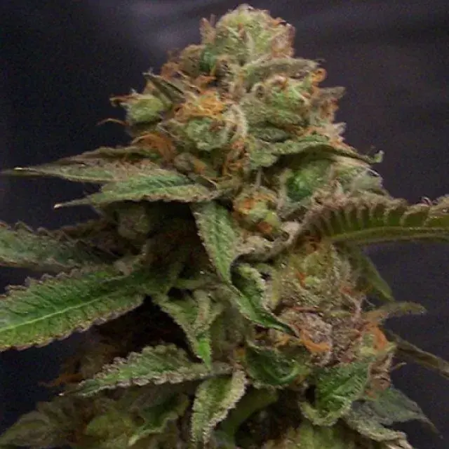 Headband Regular Cannabis Seeds | Hazeman Seeds