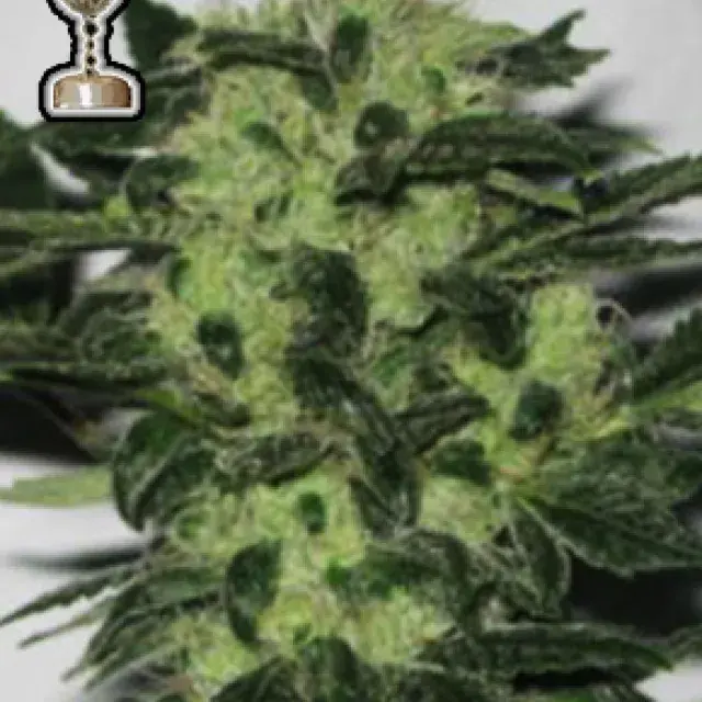 Headband 707 Regular Cannabis Seeds | Apothecary Genetics Seeds