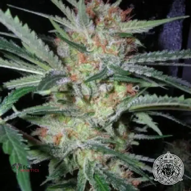Headband x Pre 88 G13 x Caramel Regular Cannabis Seeds | Apothecary Genetics Seeds