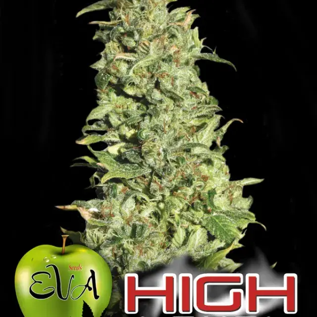 High Level Feminised Cannabis Seeds