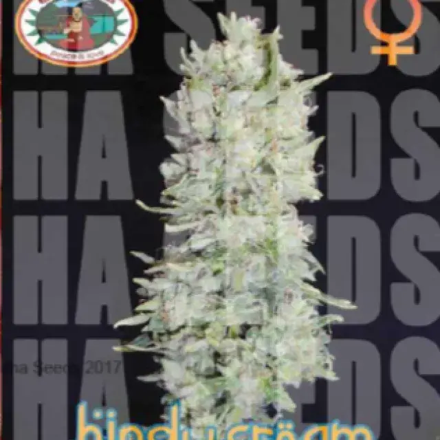 Hindu Cream Feminised Cannabis Seeds | Big Buddha Seeds 